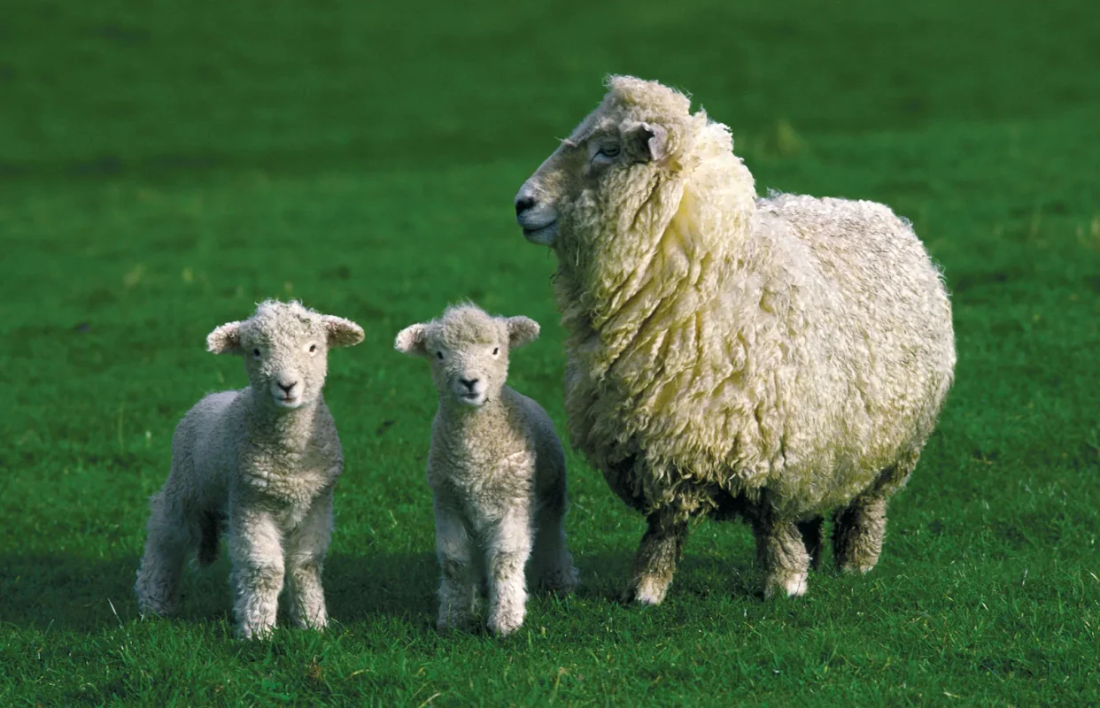 چند قلو زایی گوسفند