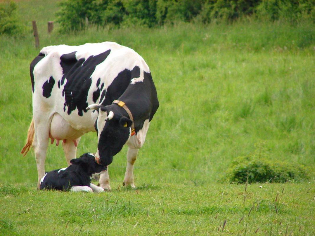 دلایل ناتوانی در افزایش تولید شیر گاو